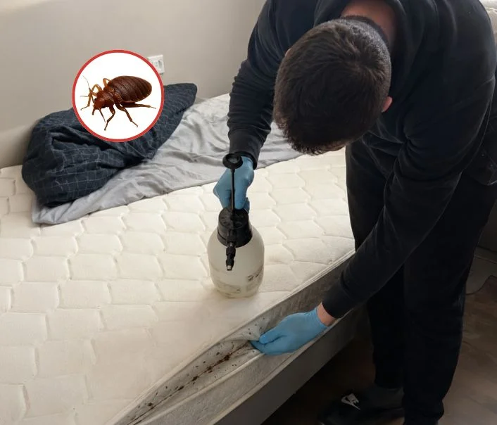Technicien traitant un matelas contre les punaises de lit à Nainville-les-Roches